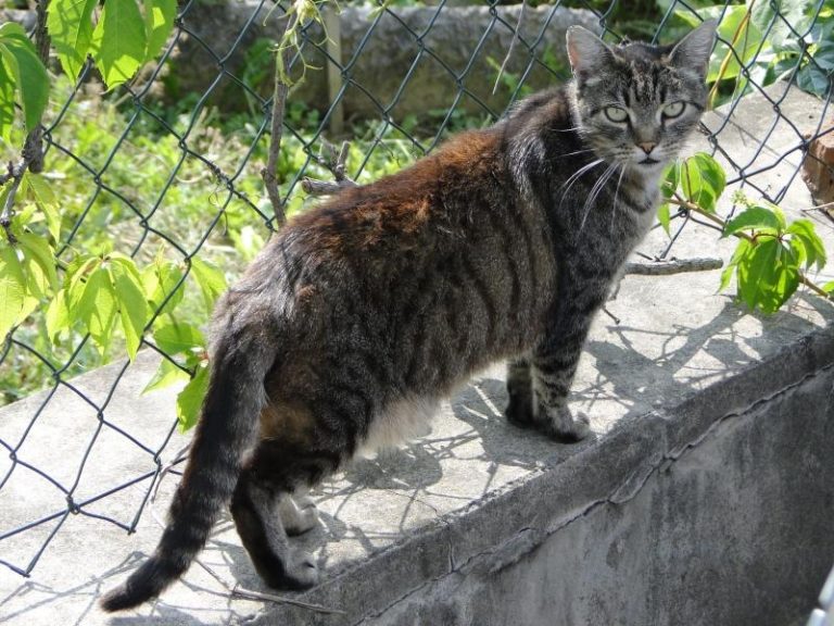 Město se snaží předcházet přemnožení toulavých koček