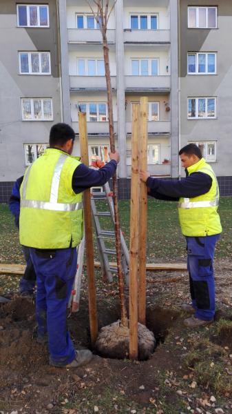 Město vysadí další stovky stromů a keřů, bude mezi nimi i strom lásky