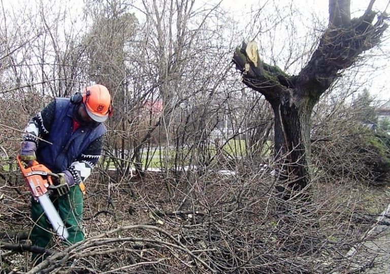 KÁCENÍ DŘEVIN V PARCÍCH