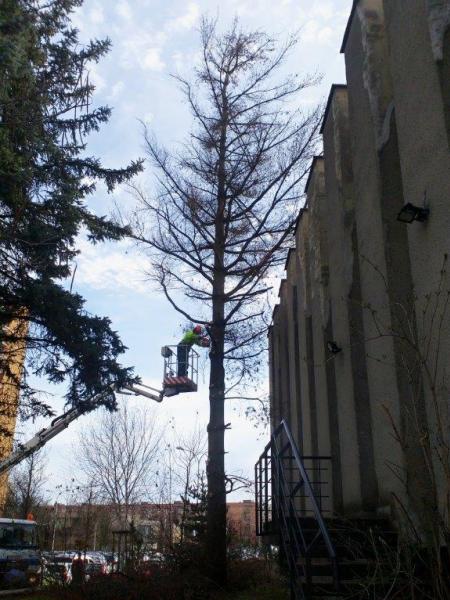 Kácení ve veřejné zeleni