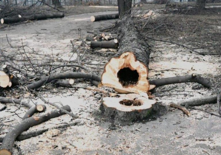 KÁCENÍ DŘEVIN V SADECH BEDŘICHA SMETANY