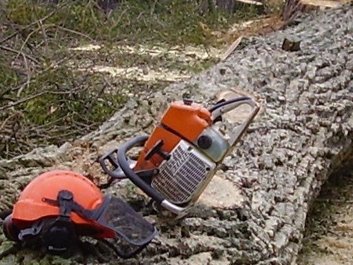 Lesy ČR budou v lokalitě Lipina pokračovat v kácení nebezpečných stromů