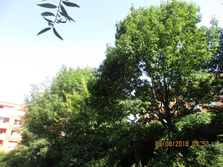 KÁCENÍ DŘEVIN Z DŮVODU REKONSTRUKCE PODZEMNÍHO KABELU VYSOKÉHO NAPĚTÍ