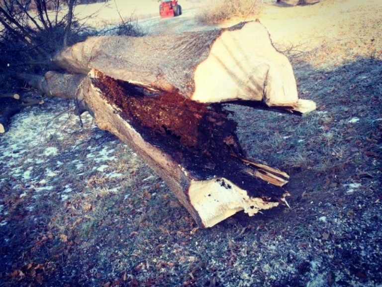 Kácení dřevin ve veřejné zeleni