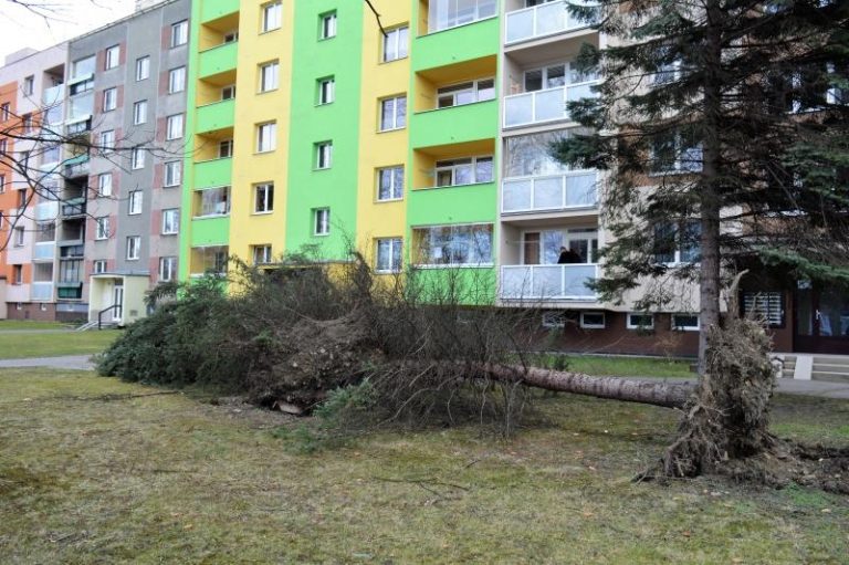 Informace o vyvrácených stromech předejte odboru životního prostředí nebo TS a.s.