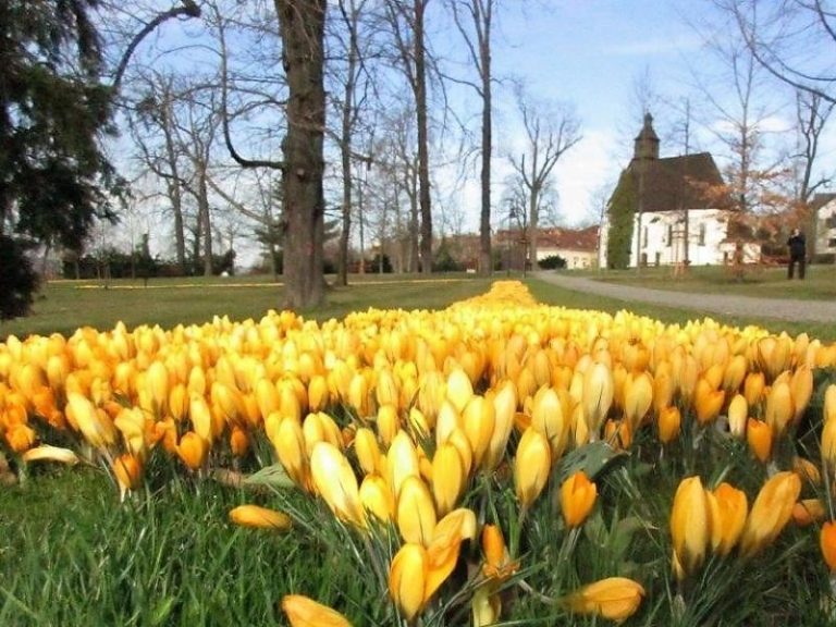 Frýdek-Místek zaplaví tisíce květů