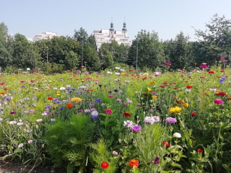 Město rozšiřuje květinové záhony