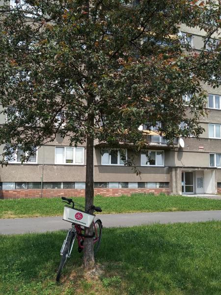 Rekola – nepřivazujte ke stromům