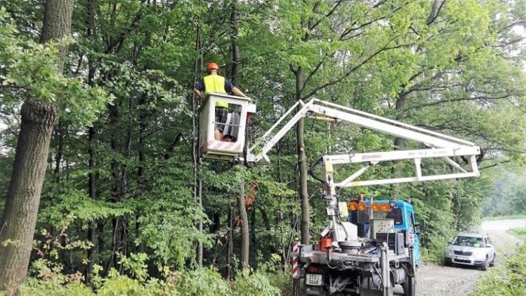 Omlazování stromů je v plném proudu