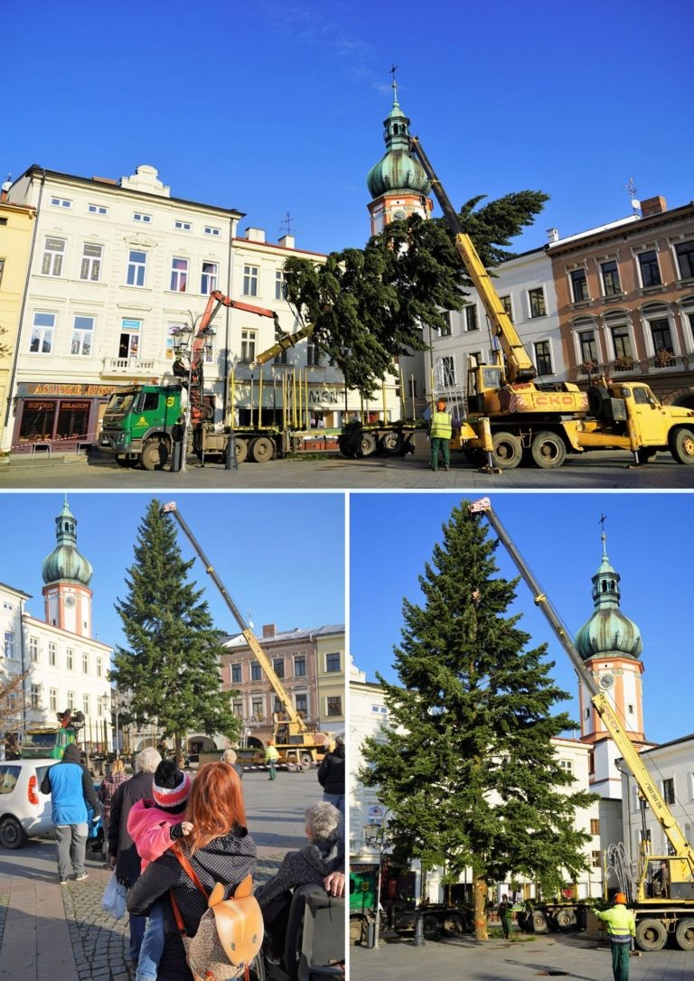 Vánoční stromy už stojí na svých místech