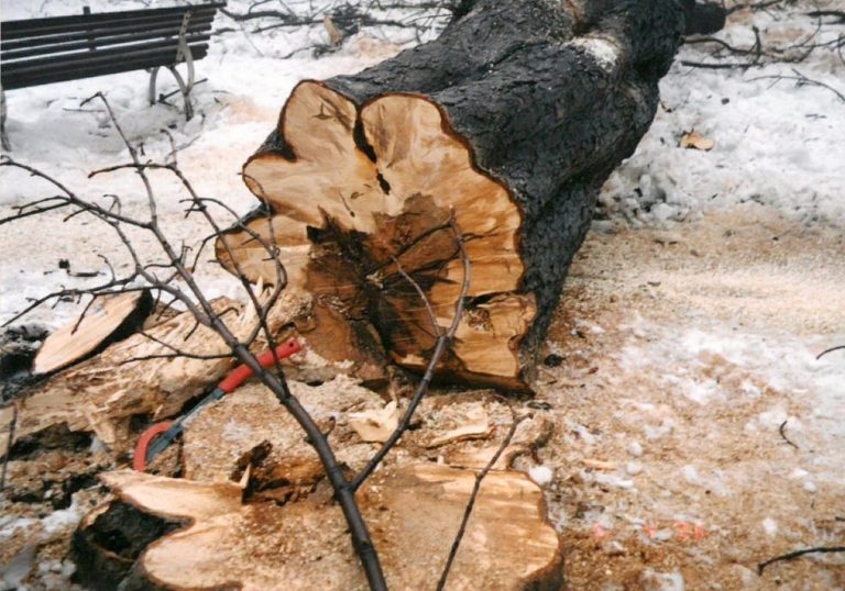 KÁCENÍ DŘEVIN V PARCÍCH