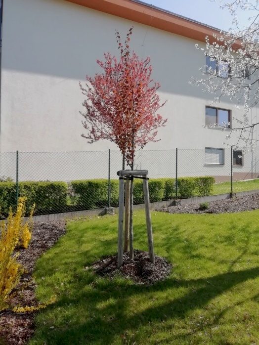 Město vysadí na své náklady stromy na soukromých zahradách