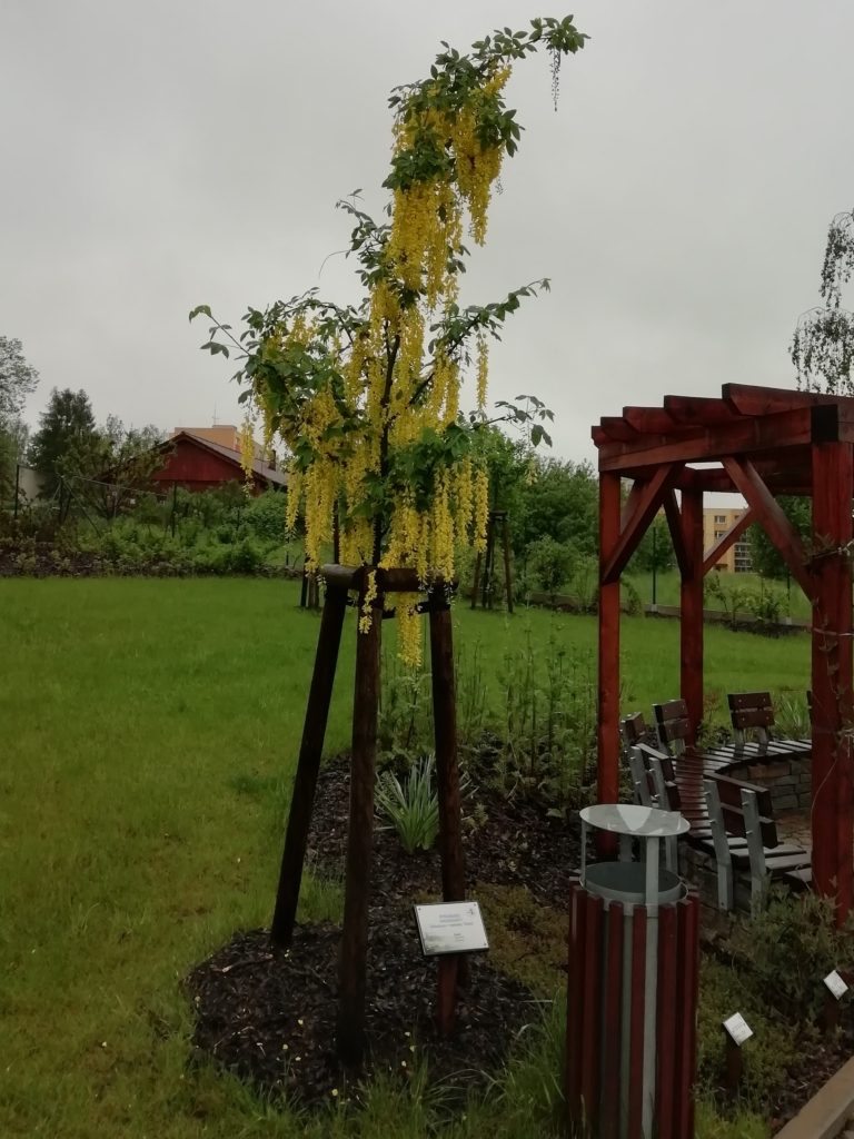 Město bude vysazovat stromy na soukromých pozemcích