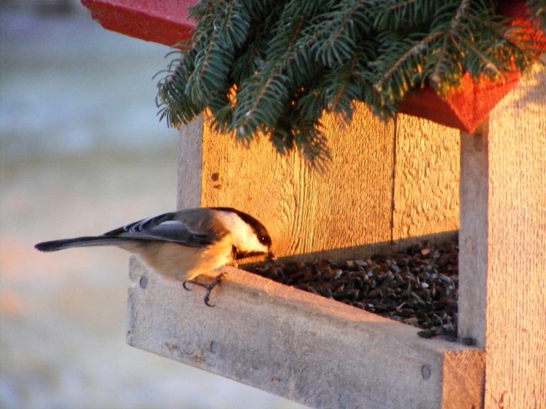 Ptačí krmítka nejsou korýtka