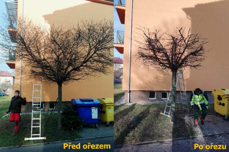 Stromy na sídlišti Kolaříkovo čeká omlazující sestřih