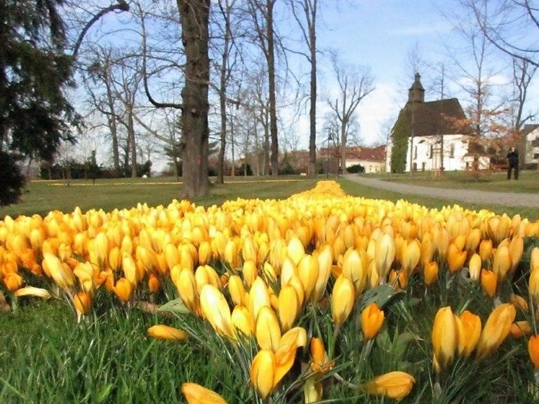 Frýdek-Místek je městem květinových záhonů