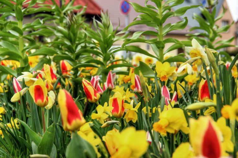 Údržba veřejné zeleně aktuálně