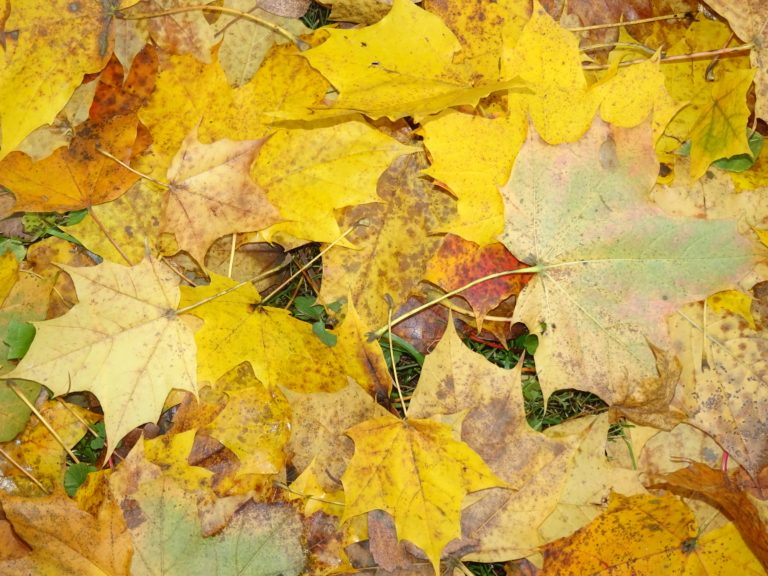 Údržba veřejné zeleně v tomto týdnu