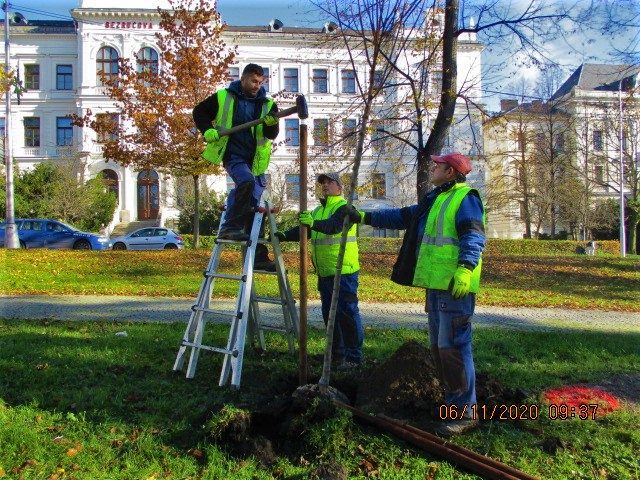 Město letos vysadí na 300 stromů a 1 500 keřů