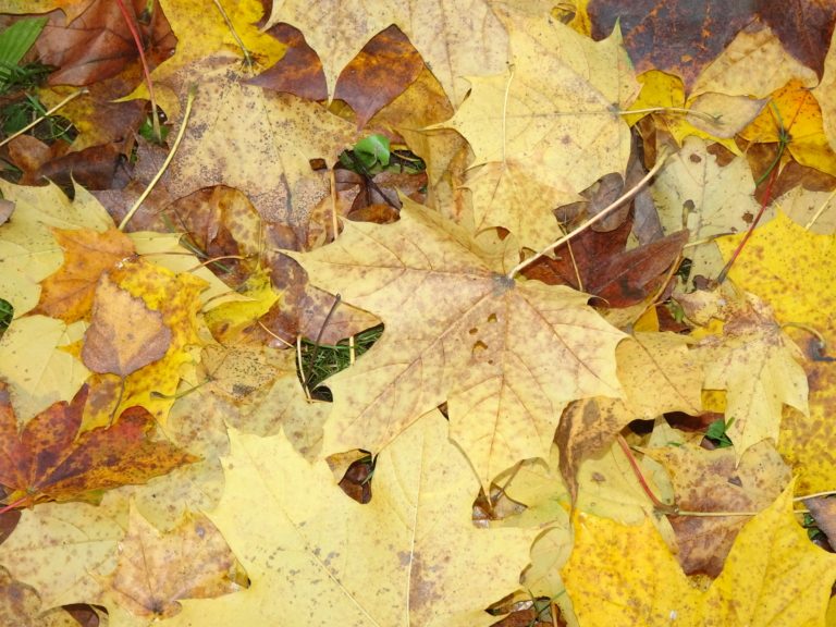 Údržba veřejné zeleně v tomto týdnu