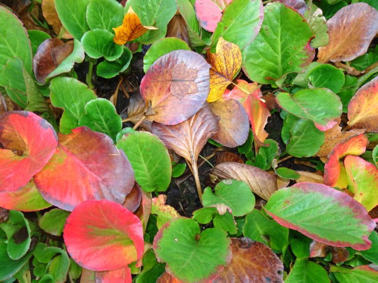 Údržba veřejné zeleně v tomto týdnu