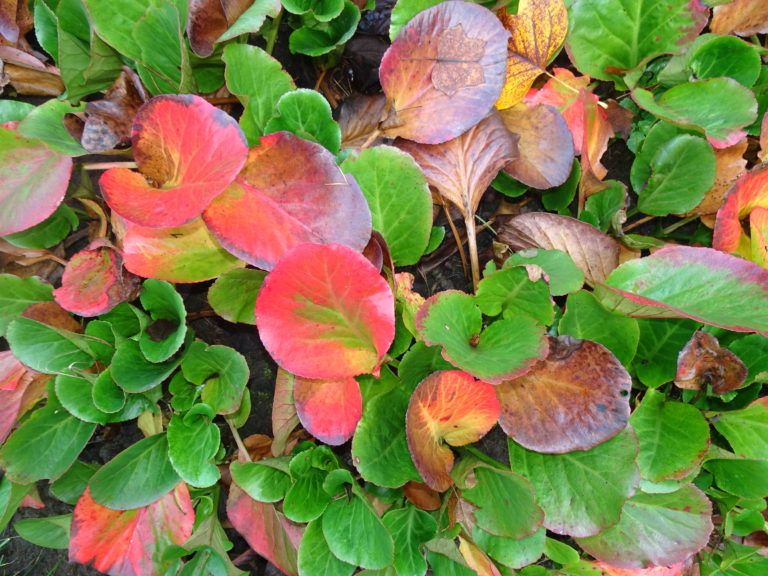 Údržba veřejné zeleně v tomto týdnu