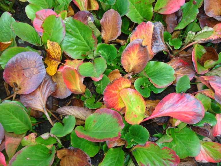 Údržba veřejné zeleně v tomto týdnu