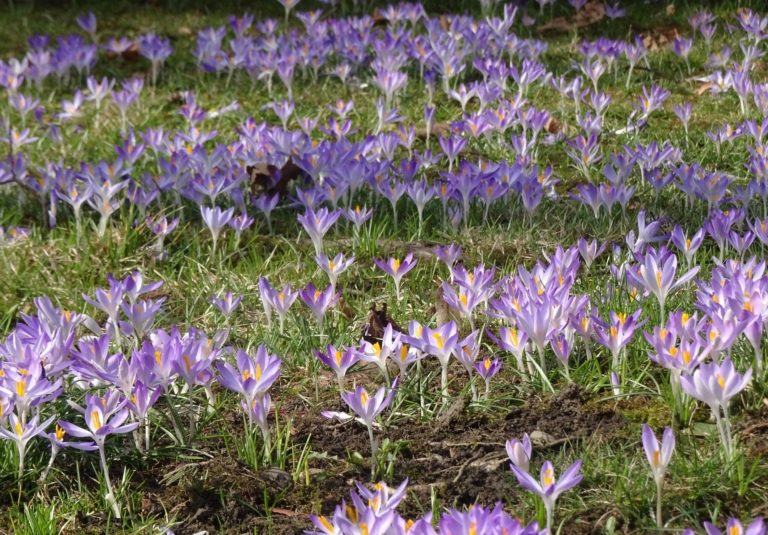 Údržba veřejné zeleně v tomto týdnu