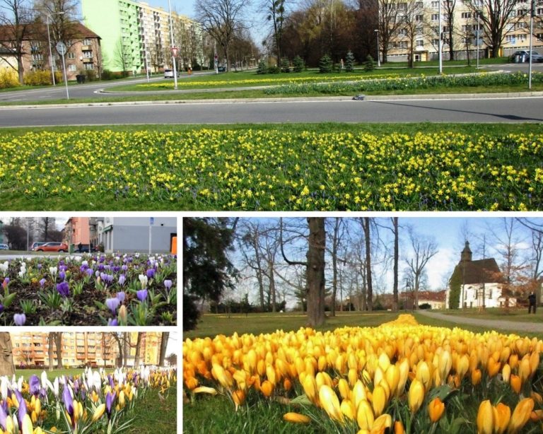 Město zaplaví desetitisíce květů