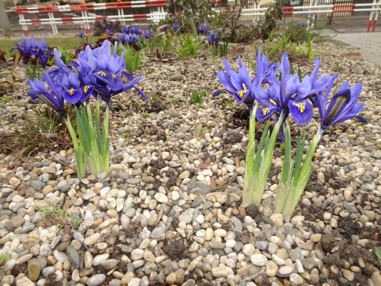 Údržba veřejné zeleně v tomto týdnu