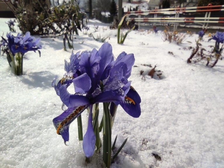 Údržba veřejné zeleně v tomto týdnu