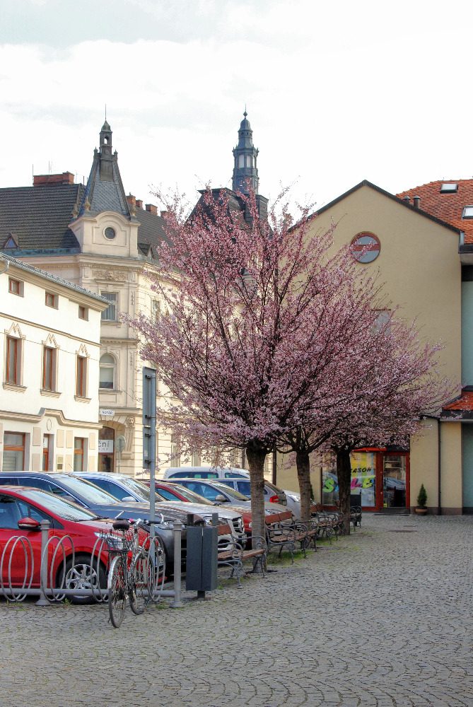 Údržba veřejné zeleně v tomto týdnu