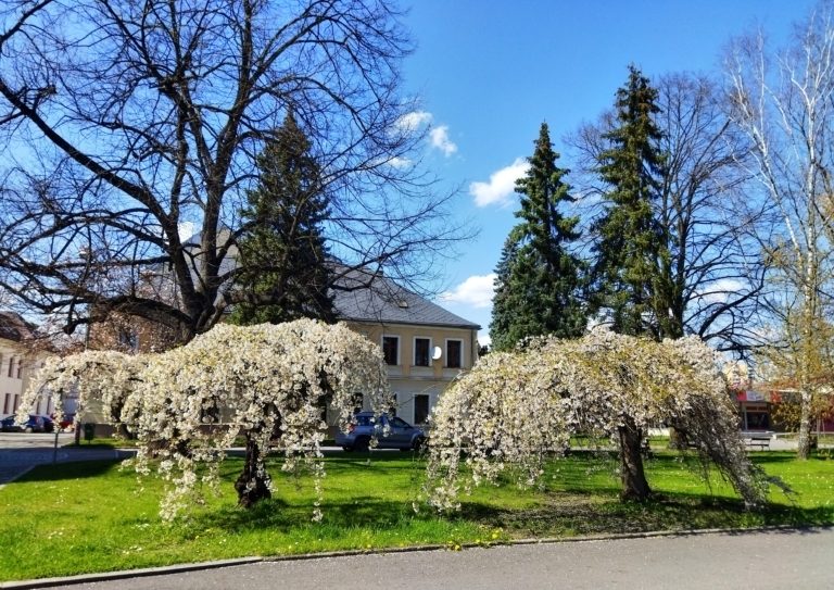 Údržba veřejné zeleně v tomto týdnu