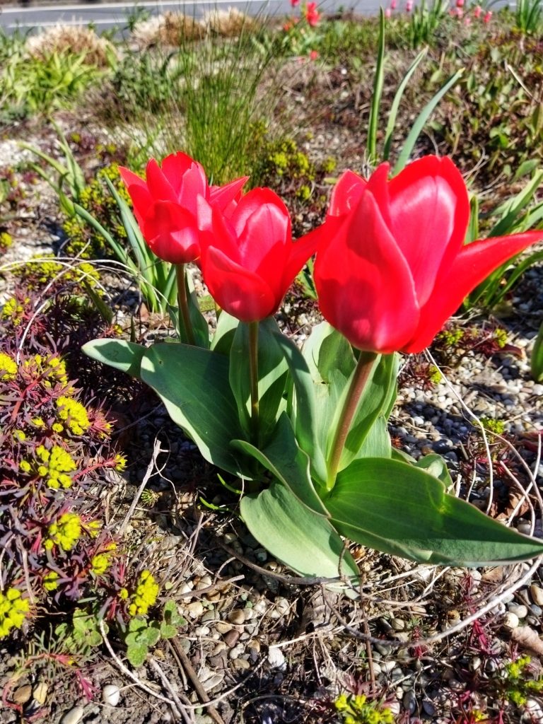 Údržba veřejné zeleně v tomto týdnu