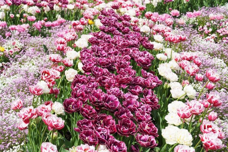 Město v květu – potěcha pro oči i pro hmyz