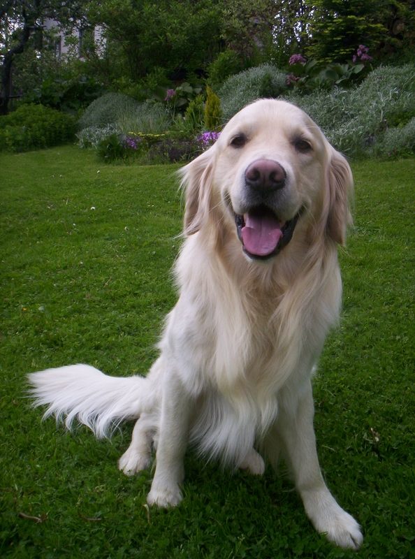 Město chce usměrnit pohyb psů