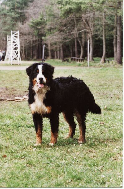 Kdo bude psí šikula?