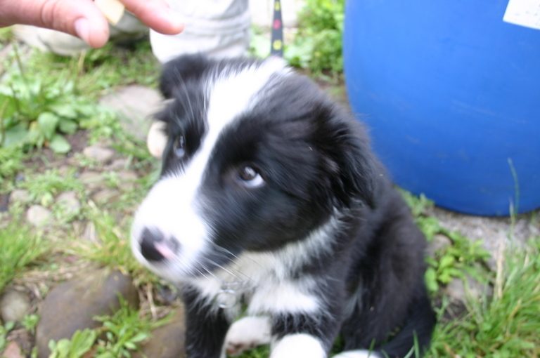 „Psímu útulku se nebráníme, ale nedokážeme dělat zázraky,“ říká starostka