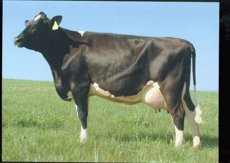 Občané Skalice se obávají pachu ze skotu