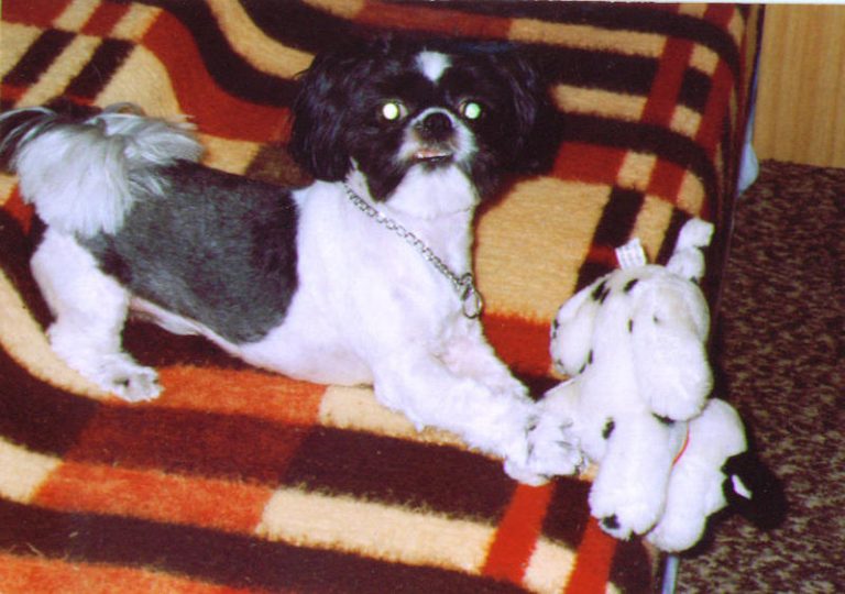 Hledá se provozovatel psího útulku