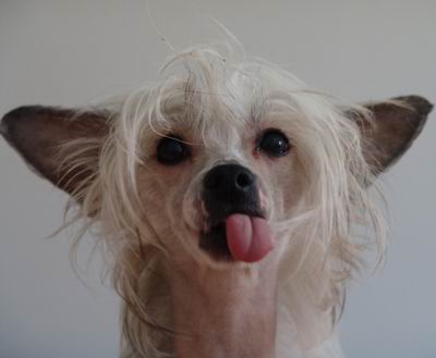 Čipování psů by se vyplatilo