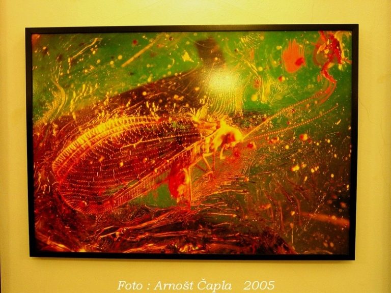 Co všechno skrývá jantar