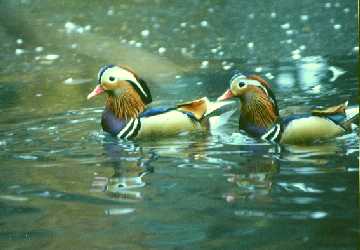 U lávky je k vidění ojedinělý exemplář