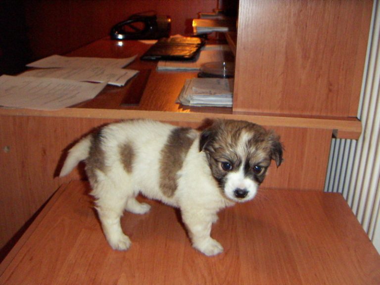 Čipování psů má úspěch, denně se o ně hlásí desítky zájemců