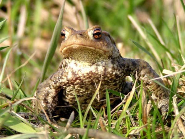 Město letos opět pomáhá zachraňovat žáby