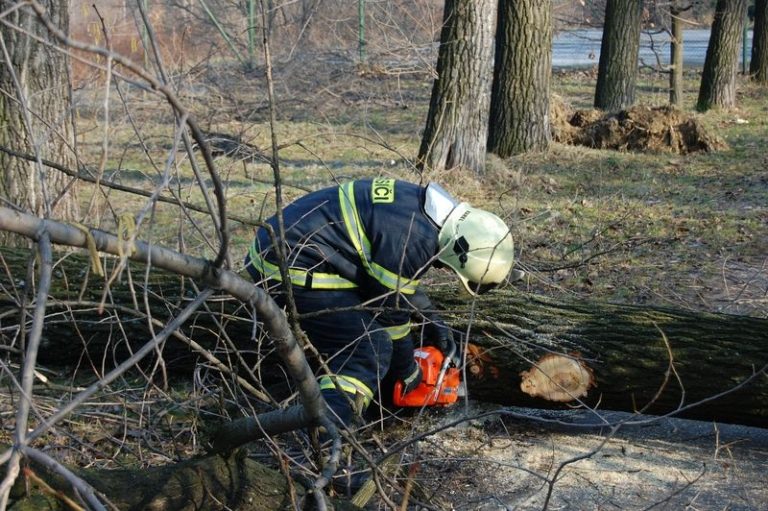 TOPOLY NA ŠKOLNÍM POZEMKU OHROŽOVALY DĚTI