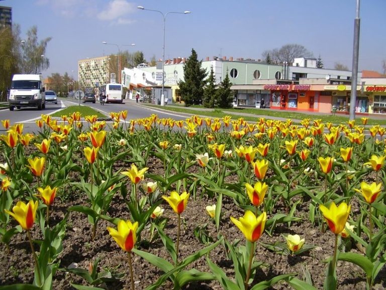 KRUHOVÉ OBJEZDY ROZKVETLY