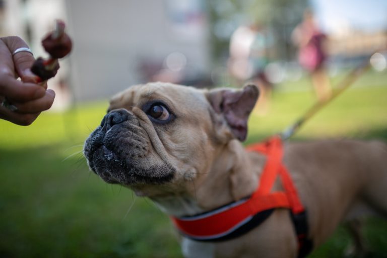 PSÍ VÝBĚH V PROVOZU