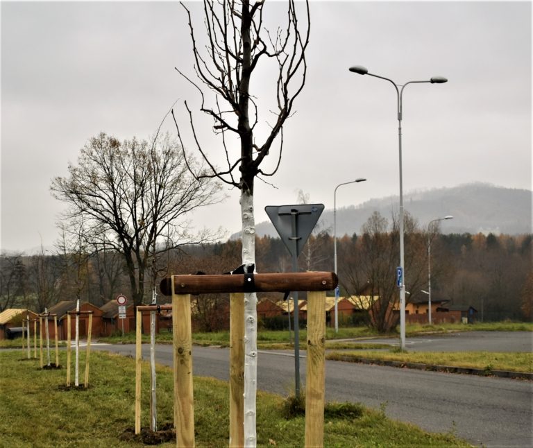 MĚSTO PEČUJE O DŘEVINY: TISÍCE KUSŮ NOVĚ VYSÁZENÝCH, zkoušky bezpečnosti i nátěry kmenů