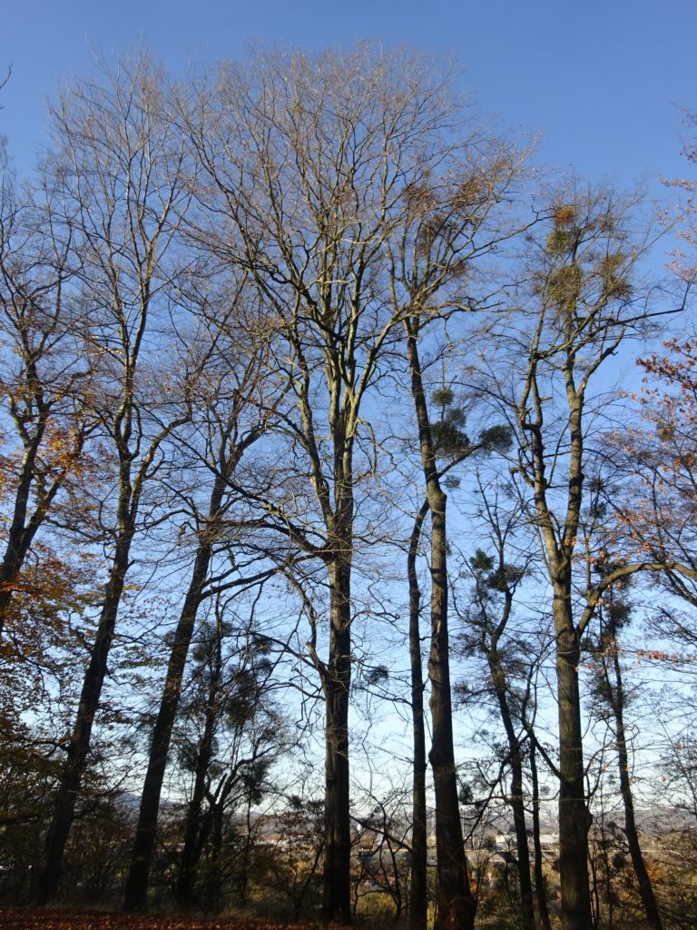 STÁT KÁCÍ NEBEZPEČNÉ A USYCHAJÍCÍ STROMY